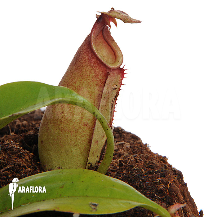Nepenthes bicalcarata
