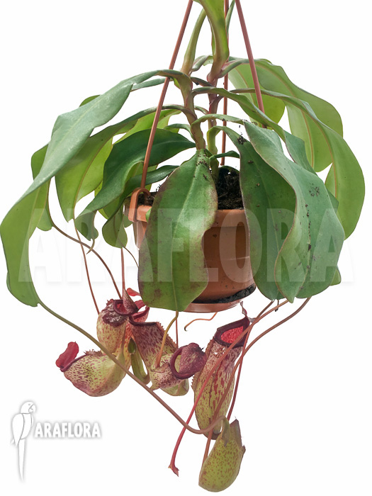 Nepenthes burkei x robcantleyi