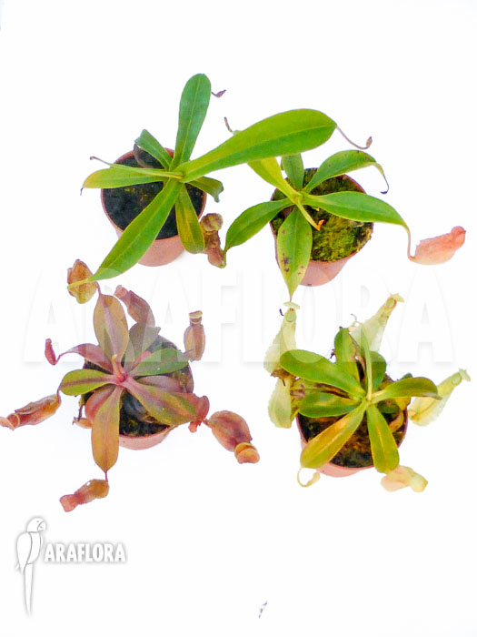Nepenthes special 4 Starter package