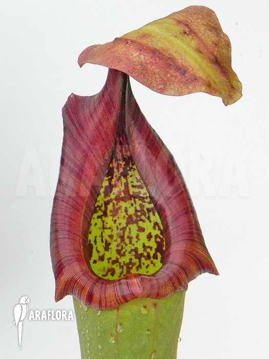Nepenthes truncata