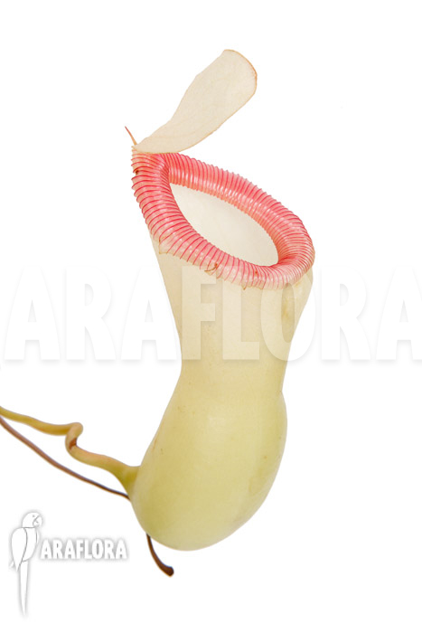 Nepenthes ventricosa ‘Porcelain’ ‘Alba’