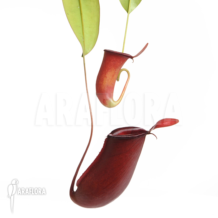 Nepenthes x &lsquo;Bloody Mary&rsquo;
