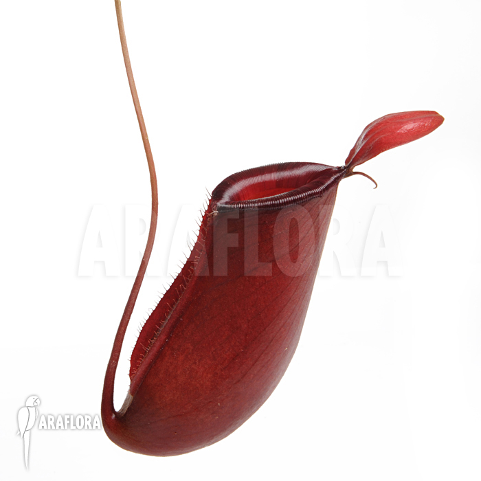 Nepenthes x &lsquo;Bloody Mary&rsquo;