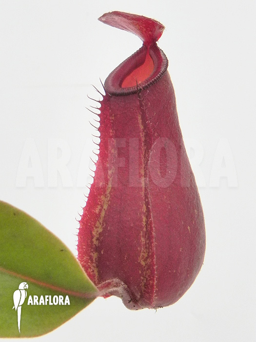 Nepenthes x ‘Bloody Mary’ ‘S’