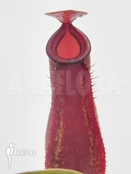 Young pitchers Nepenthes x ‘Bloody Mary’ ‘S’