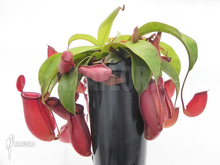 Nepenthes x ‘Bloody Mary’ ‘XL’