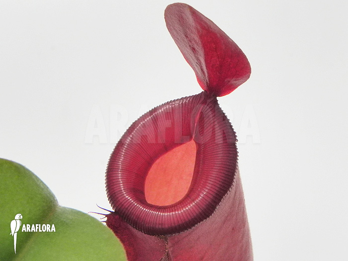 Nepenthes x ‘Bloody Mary’ ‘XL’
