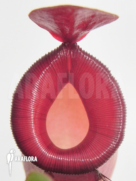 Nepenthes x ‘Bloody Mary’ ‘XL’