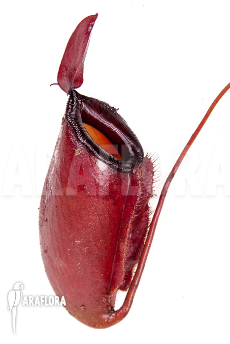 Nepenthes x Dark secret pitcher