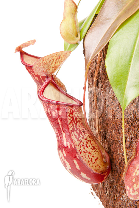 Nepenthes x ‘Gaya’
