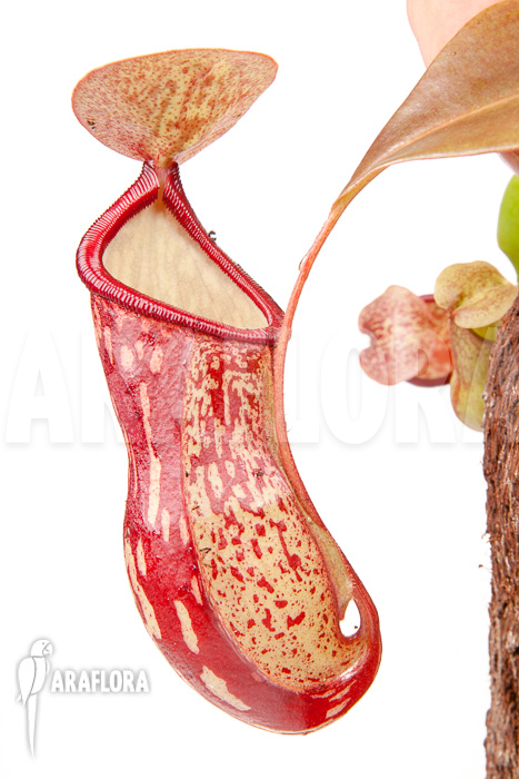 Nepenthes x ‘Gaya’ ‘L’