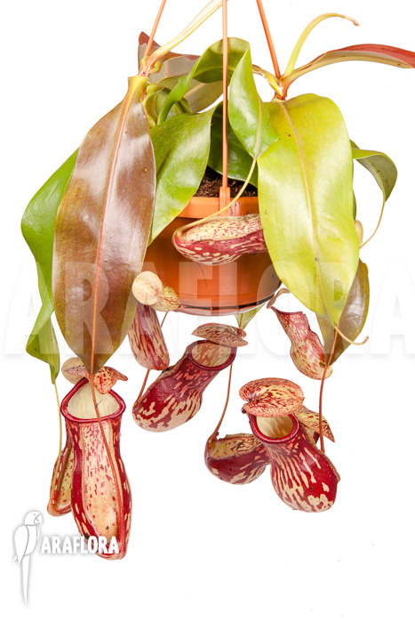 Nepenthes x ‘Gaya’ ‘L’