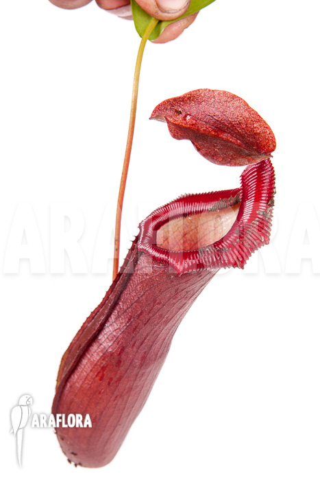 Nepenthes x Rob (Nepenthes robcantleyi x Nepenthes ventricosa)