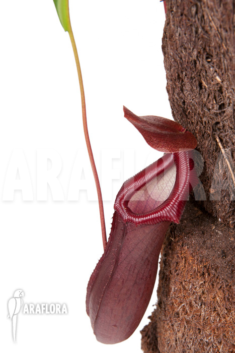 Nepenthes x bill bailey