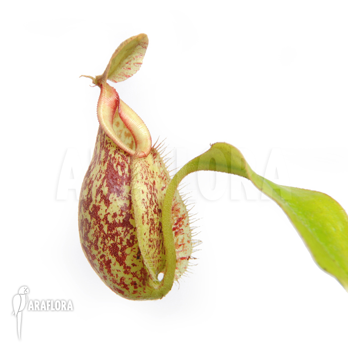 Nepenthes x hookeriana