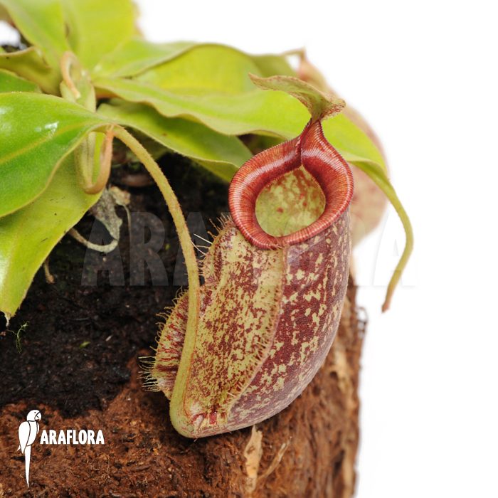 Nepenthes x hookeriana ‘XL’