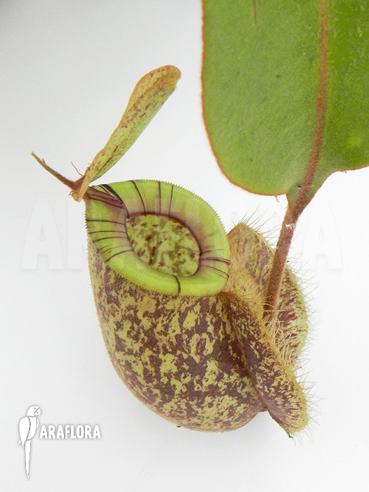 Nepenthes x hookeriana ‘Dark’
