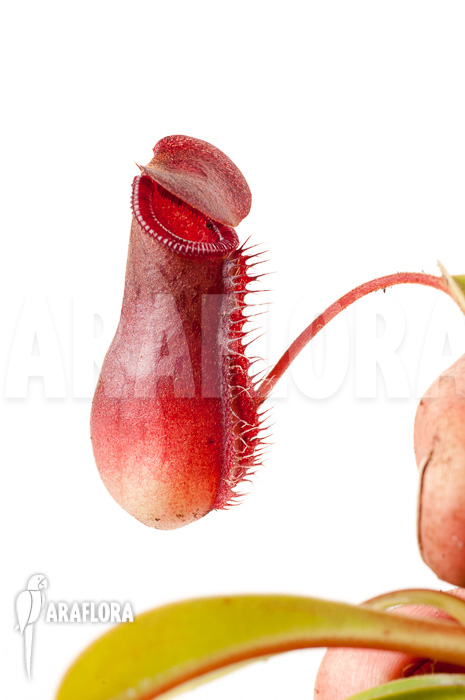 Nepenthes x lowii x ventricosa ‘S’