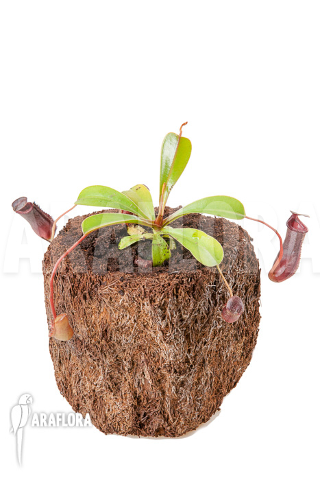 Nepenthes x lowii x ventricosa ‘S’
