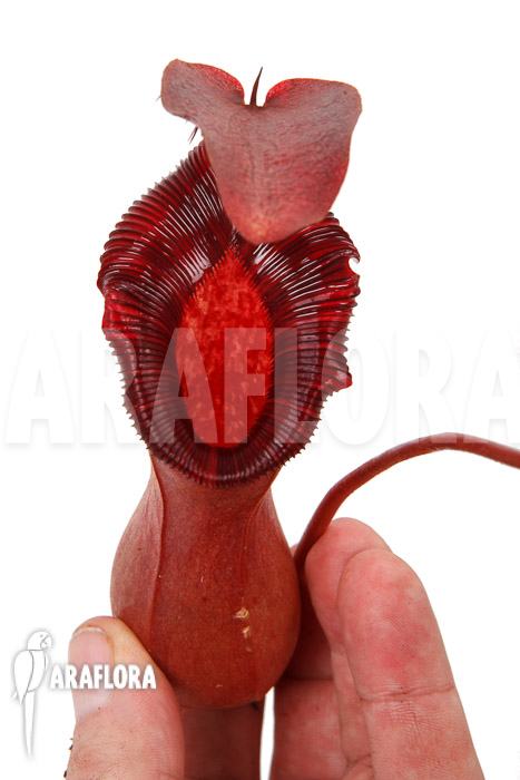 Nepenthes x lowii x ventricosa XL