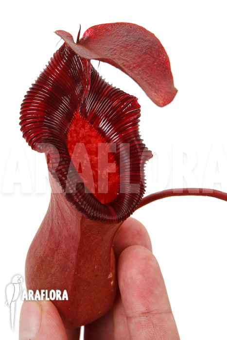Nepenthes x lowii x ventricosa XL