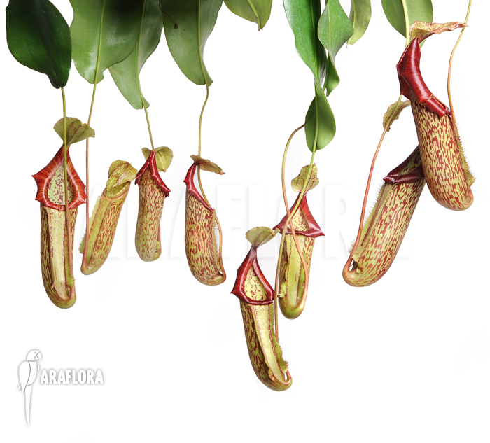 Nepenthes x miranda
