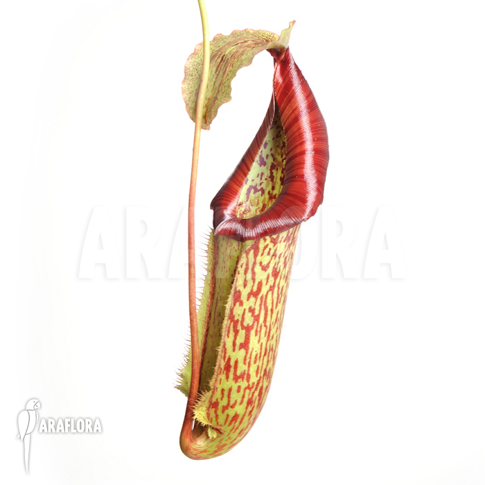 Nepenthes x miranda
