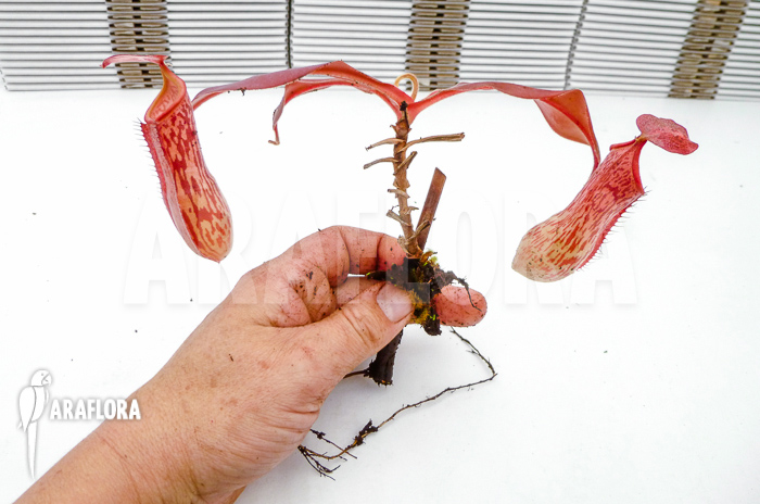 Nepenthes x ‘Pink Panther’