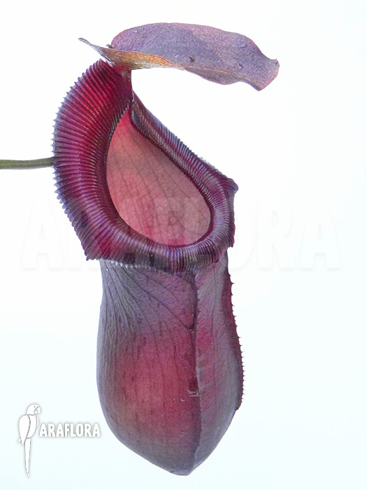 Nepenthes x singalana x ventricosa ‘L’
