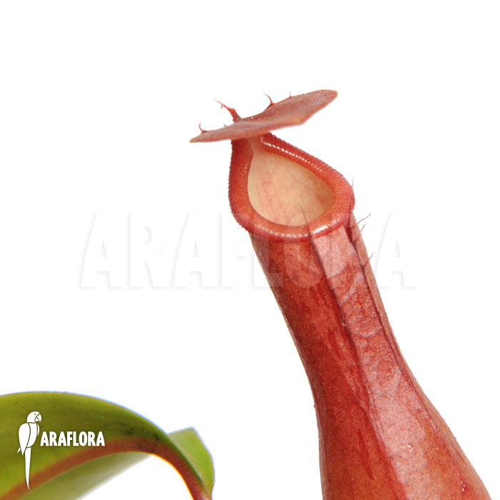 Nepenthes x ventrata