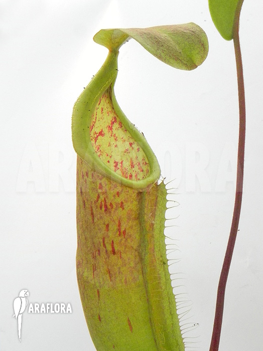 Nepenthes x ‘Louise’