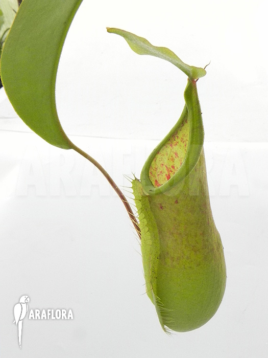 Nepenthes x ‘Louise’