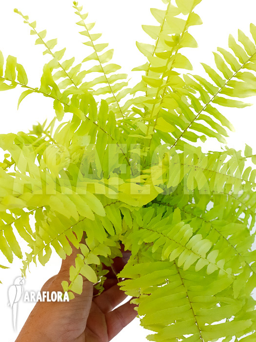 Nephrolepis exaltata &lsquo;Blond&rsquo;