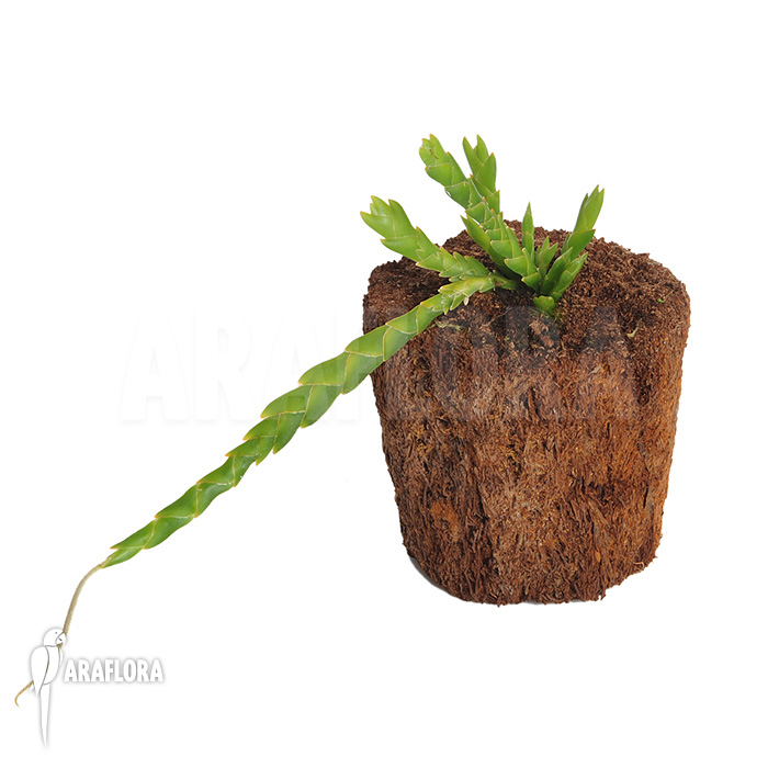 Oberonia lycopodioides ‘Imbricata’