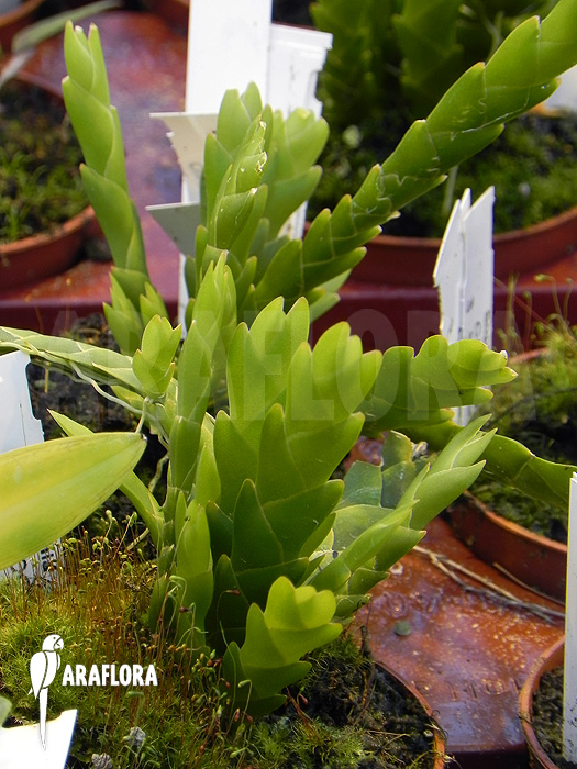 Oberonia lycopodioides ‘Imbricata’