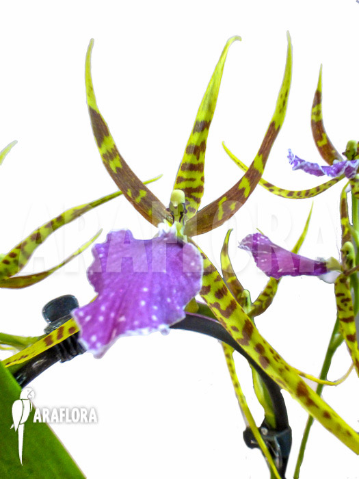 Odontobrassia Billabong ‘Celle’