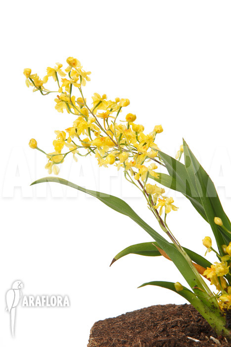 Oncidium ‘Twinkle pearl’