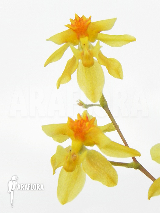 Oncidium cheirophorum ‘S’