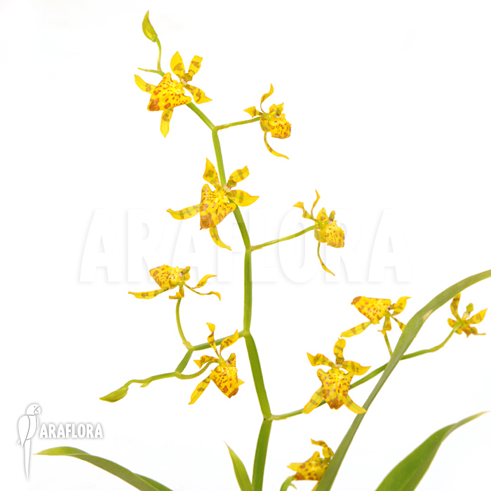 Oncidium meirax