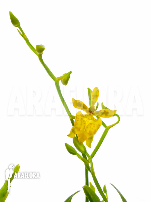 Oncidium meirax flower
