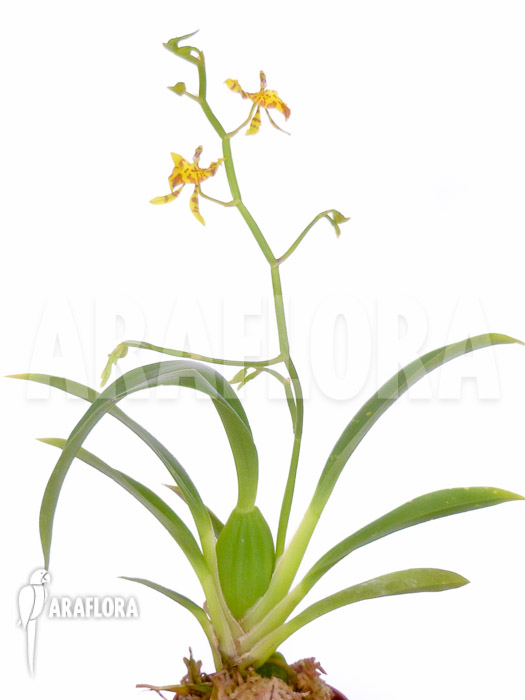 Oncidium meirax