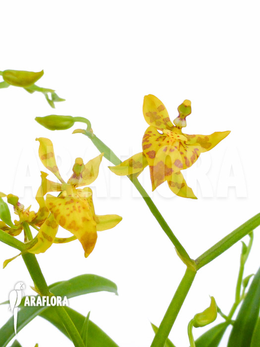 Oncidium meirax flower