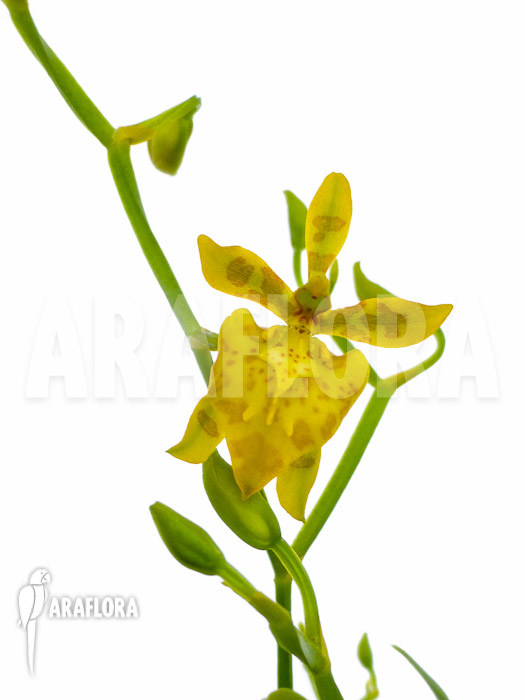 Oncidium meirax flower