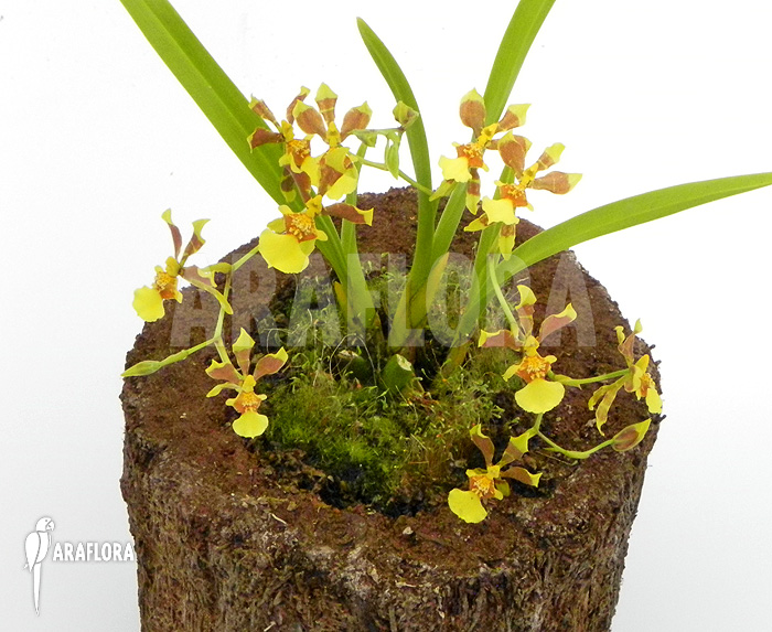 Oncidium unknown mini