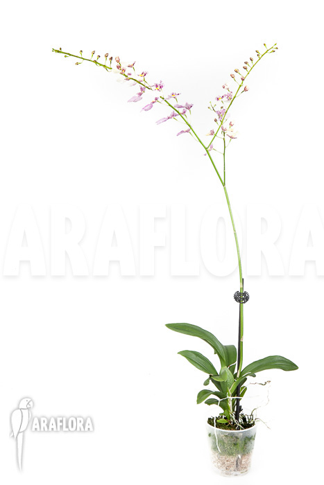 Oncidium cheirophorum