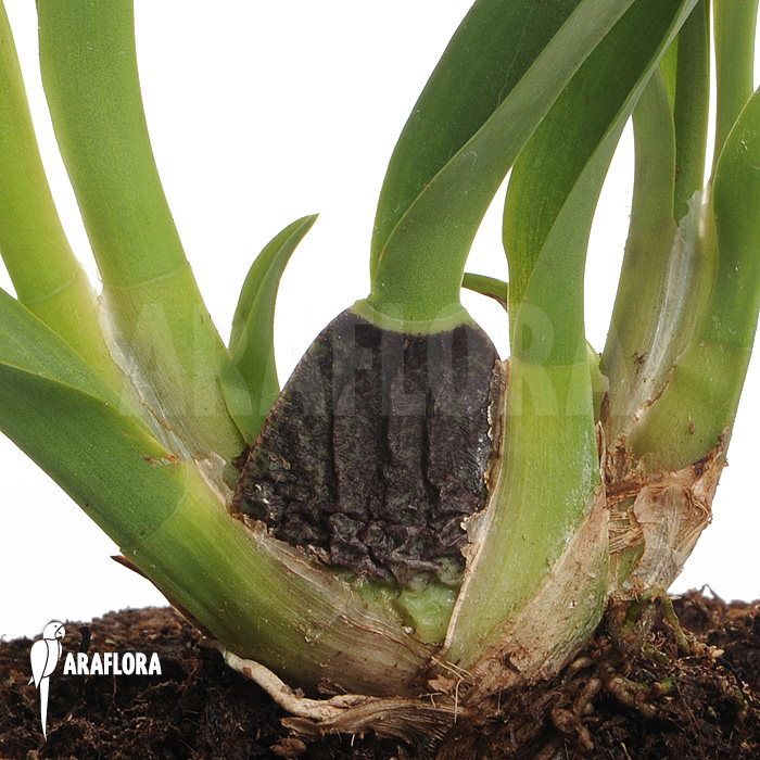 Oncidium x ‘Lemon surprise’