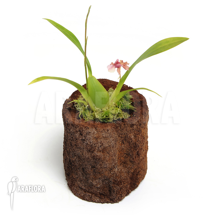 Oncidium x ‘Rosy sunset’