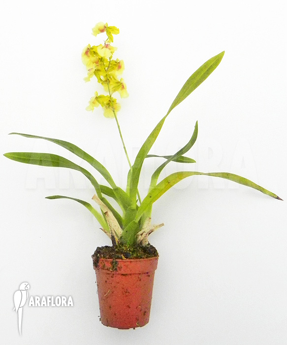 Oncidium x super yellow parfume