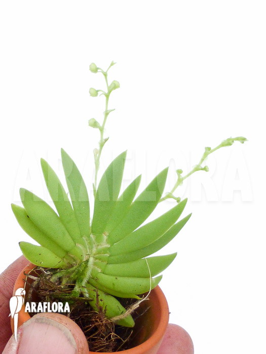 Ornithocephalus species ‘Ho02’