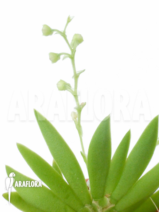 Ornithocephalus species ‘Ho02’